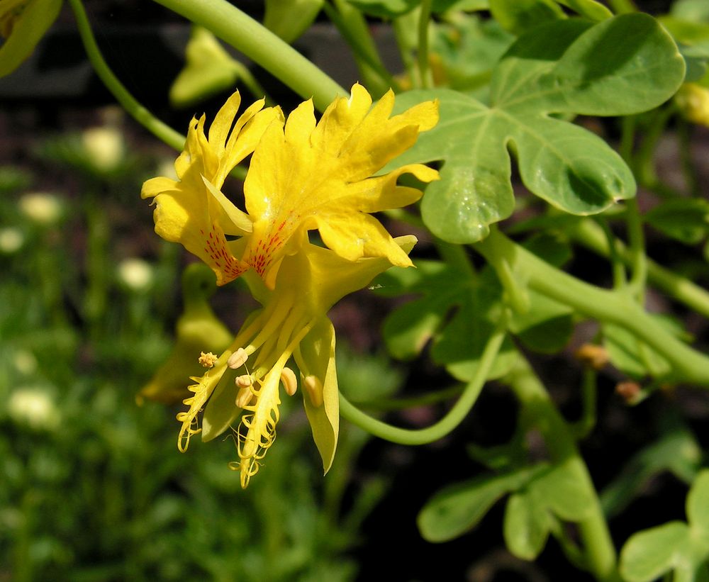 Image of Tropaeolum peregrinum specimen.