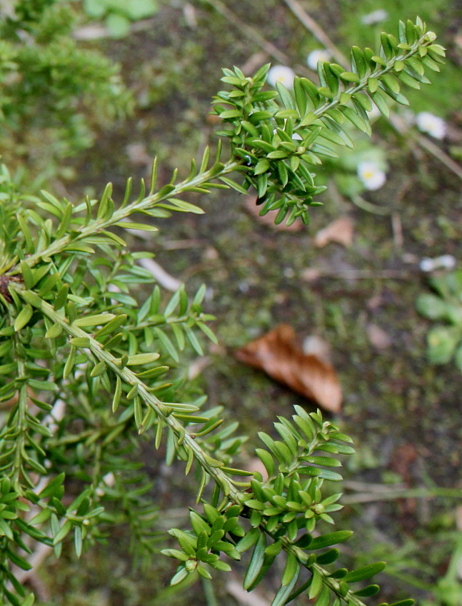 Image of Podocarpus nivalis specimen.