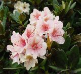 Rhododendron caucasicum