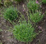 Viscaria vulgaris. Цветущие растения. Германия, г. Дюссельдорф, Ботанический сад университета. 28.04.2014.