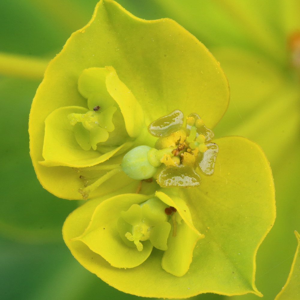 Изображение особи Euphorbia stepposa.