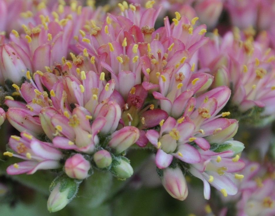 Изображение особи Crassula perfoliata var. minor.