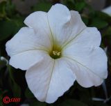 Petunia &times; hybrida