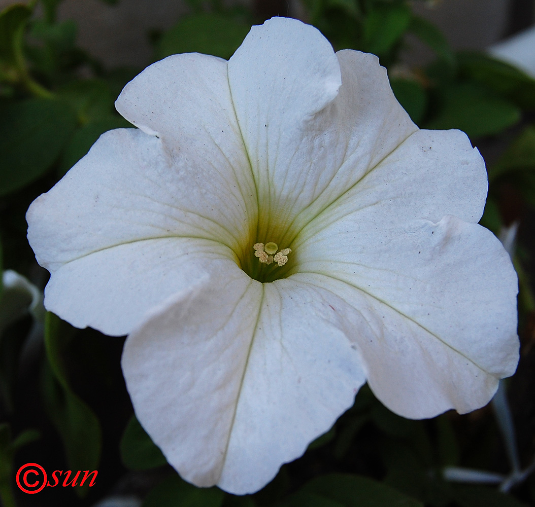 Image of Petunia &times; atkinsiana specimen.