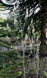 род Asphodelus. Соцветие. Германия, г. Дюссельдорф, Ботанический сад университета. 02.06.2014.
