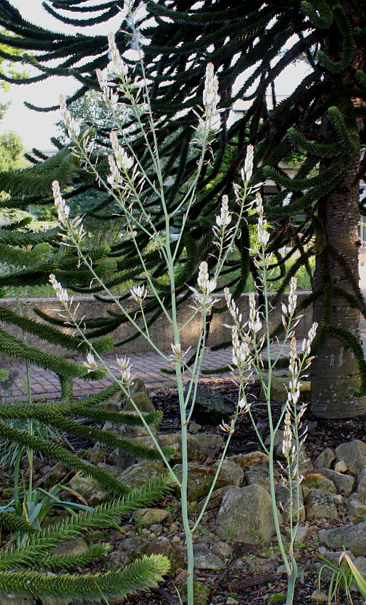 Image of genus Asphodelus specimen.