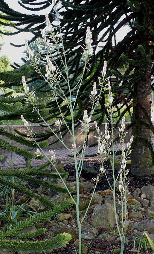 Image of genus Asphodelus specimen.