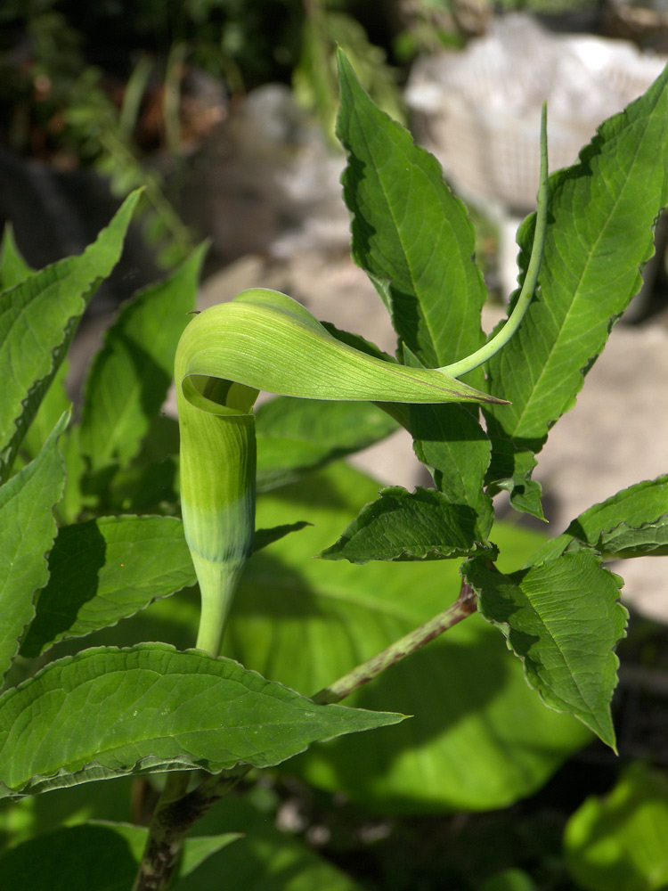 Изображение особи Arisaema tortuosum.