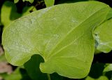 Aristolochia clematitis. Лист. Германия, г. Дюссельдорф, Ботанический сад университета. 02.06.2014.