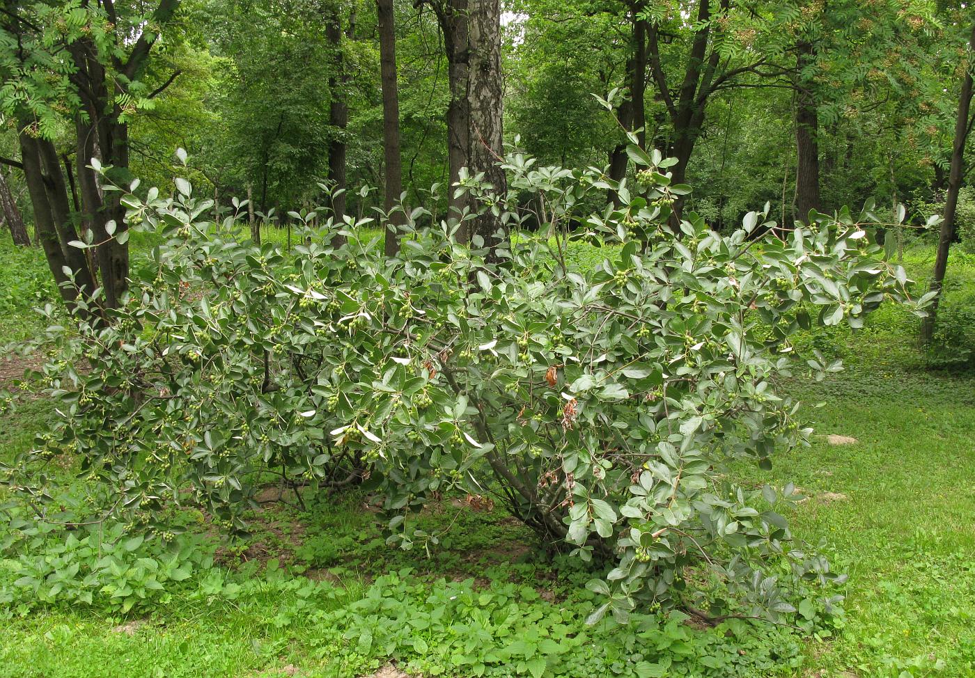 Image of Sorbus sudetica specimen.