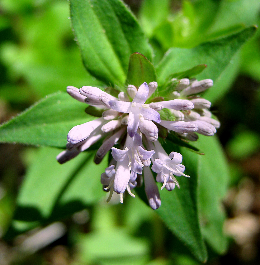 Изображение особи Asperula caucasica.