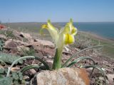 Juno orchioides. Цветущее растение. Казахстан, Жамбылская обл., Таласский р-н, сев. берег оз. Акколь. 17 апреля 2014 г.