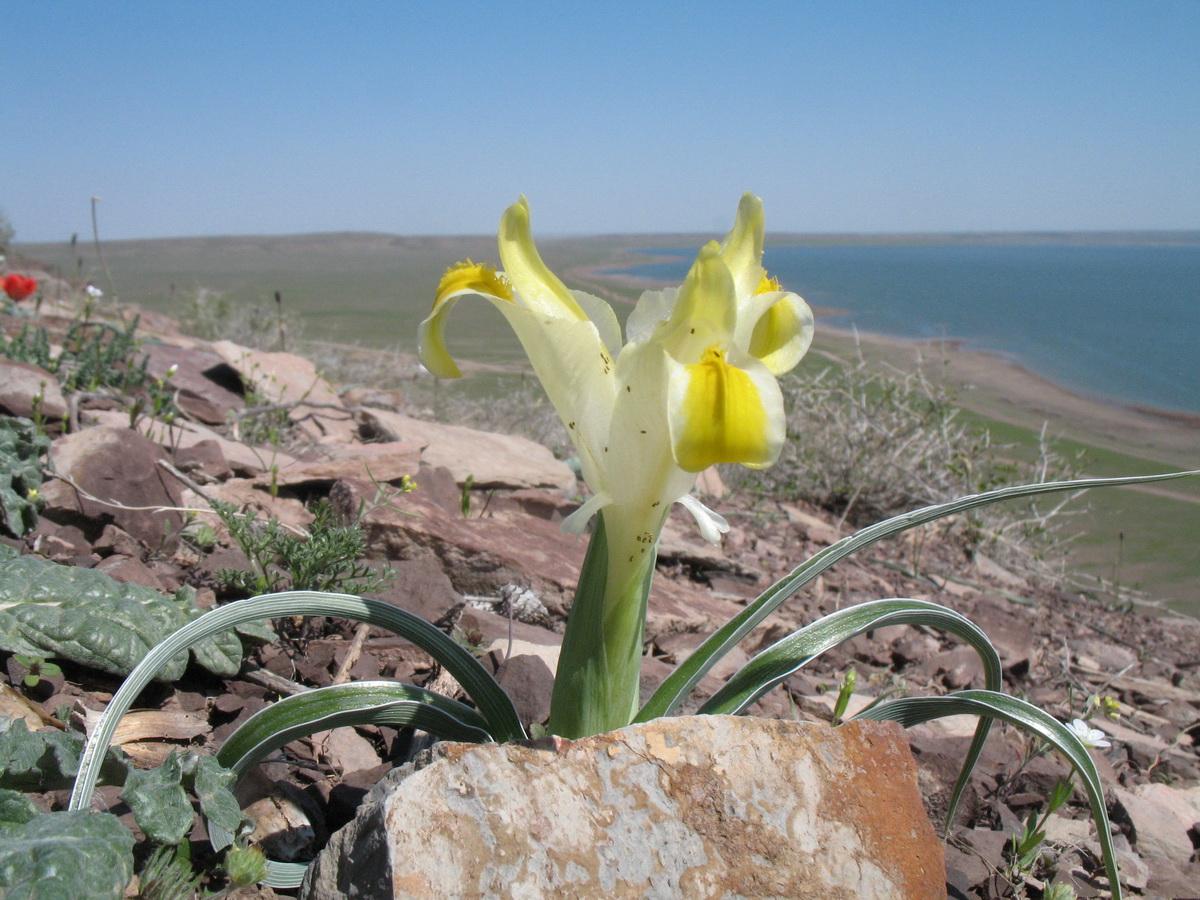 Image of Juno orchioides specimen.