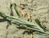 Helichrysum arenarium