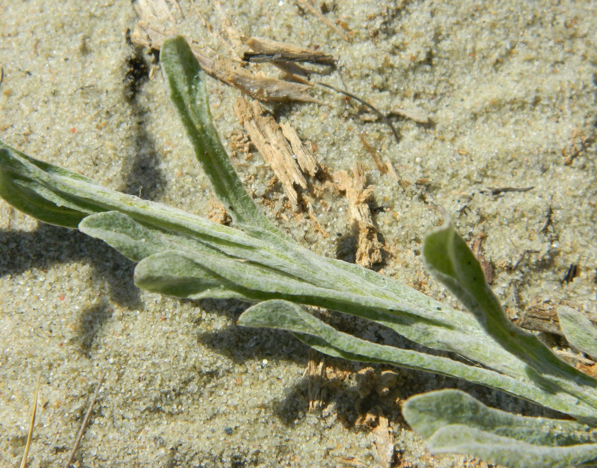 Image of Helichrysum arenarium specimen.