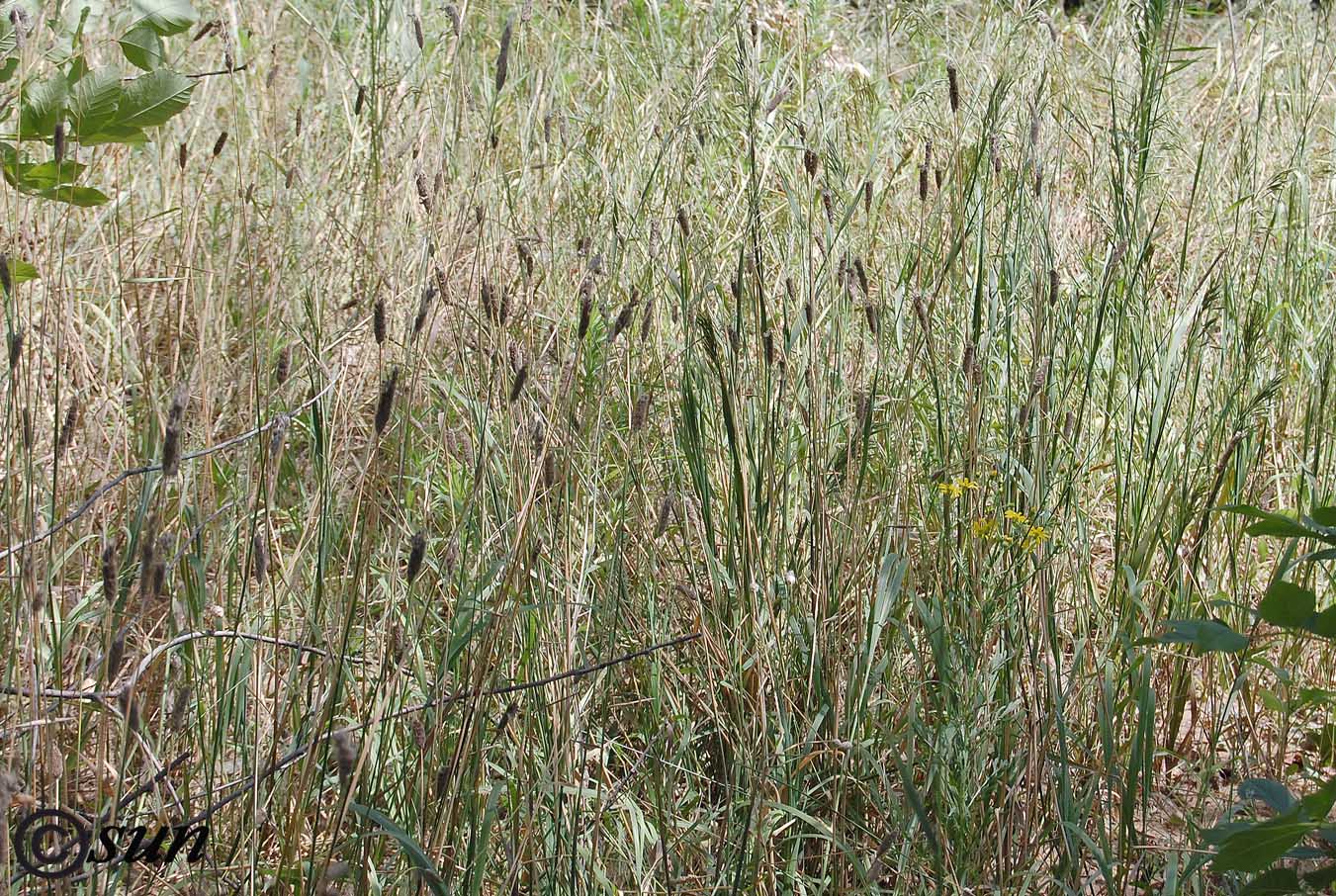 Image of Phleum pratense specimen.