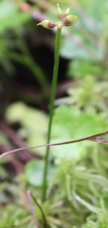 Image of Ranunculus gmelinii specimen.