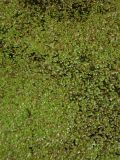 Lemna minor. Вегетирующие растения на поверхности воды. Камчатский край, Елизовский р-н, озеро Безымянное. 28.06.2014.