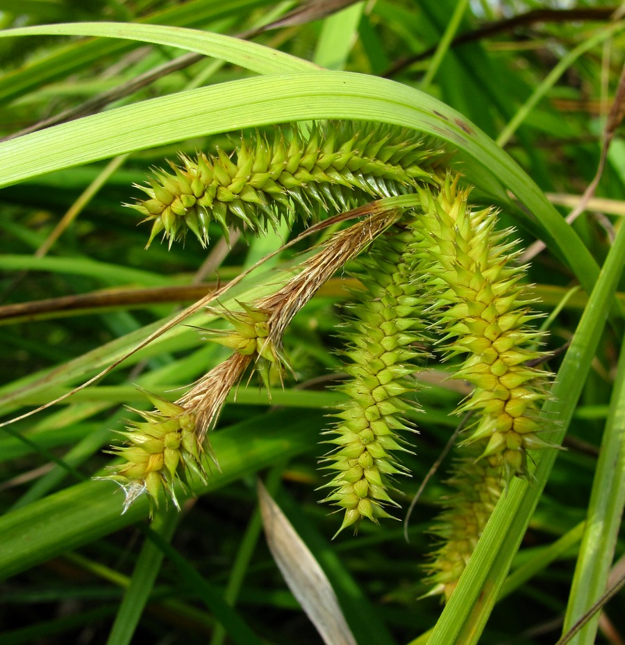 Image of Carex pseudocyperus specimen.