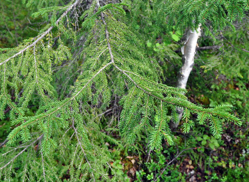 Изображение особи Picea obovata.