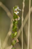 род Euphrasia