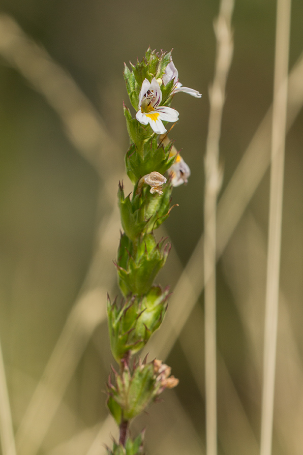 Изображение особи род Euphrasia.