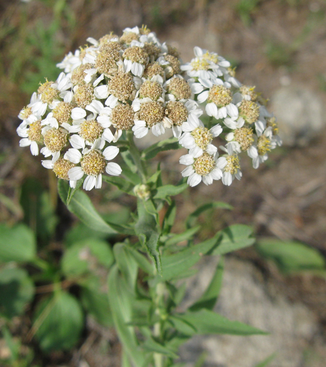 Изображение особи Achillea salicifolia.