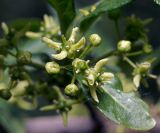 Euonymus europaeus. Цветки. Московская обл., Раменский р-н, окр. дер. Хрипань, садовый участок. 17.05.2014.