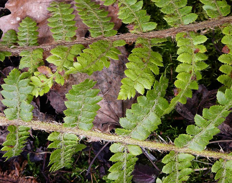 Изображение особи Polystichum braunii.