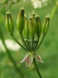 Anthriscus sylvestris. Плоды. Нидерланды, окрестности Гронингена. Май 2007 г.