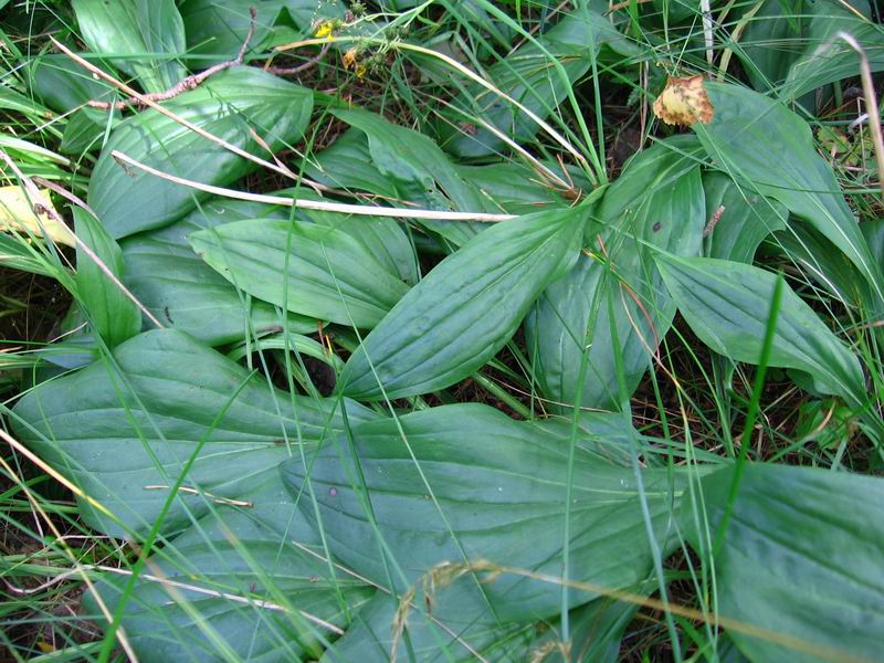 Image of Scorzonera humilis specimen.