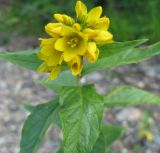 Lysimachia vulgaris