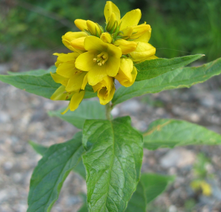 Изображение особи Lysimachia vulgaris.