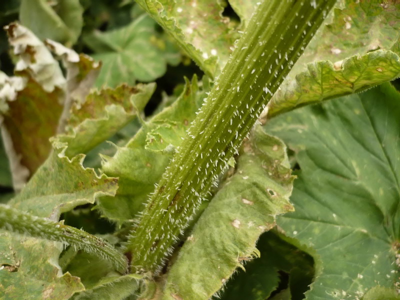 Image of genus Heracleum specimen.