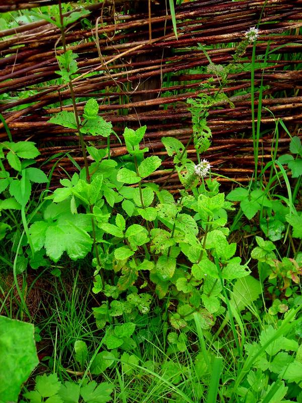 Image of Mentha spicata specimen.