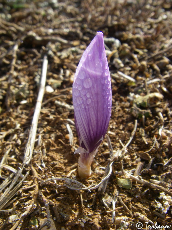 Image of Crocus pallasii specimen.