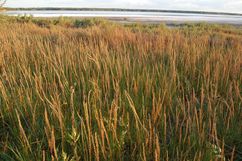 Image of Triglochin maritima specimen.