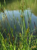 Carex vulpina