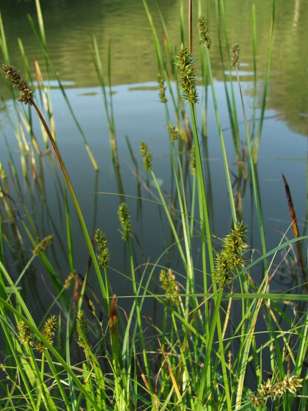 Image of Carex vulpina specimen.