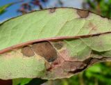 Lactuca sibirica