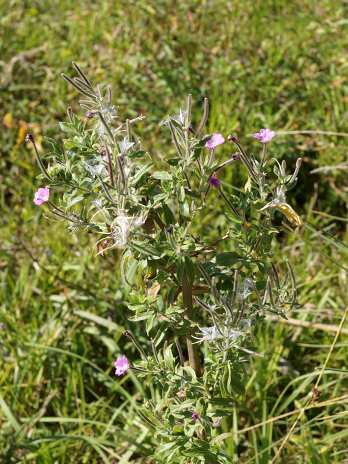 Изображение особи Epilobium hirsutum.