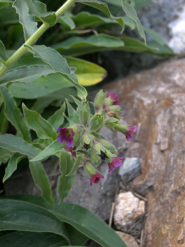 Image of Nonea intermedia specimen.