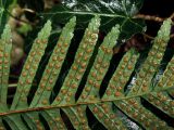 genus Polypodium