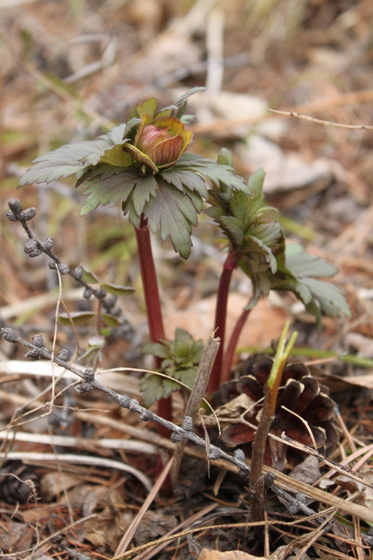 Image of Trollius asiaticus specimen.