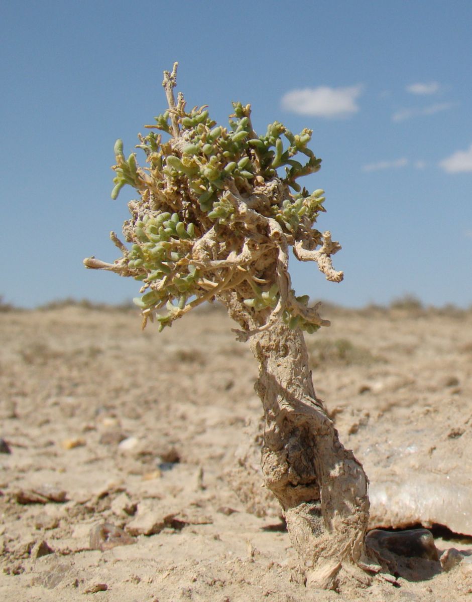 Image of genus Arthrophytum specimen.