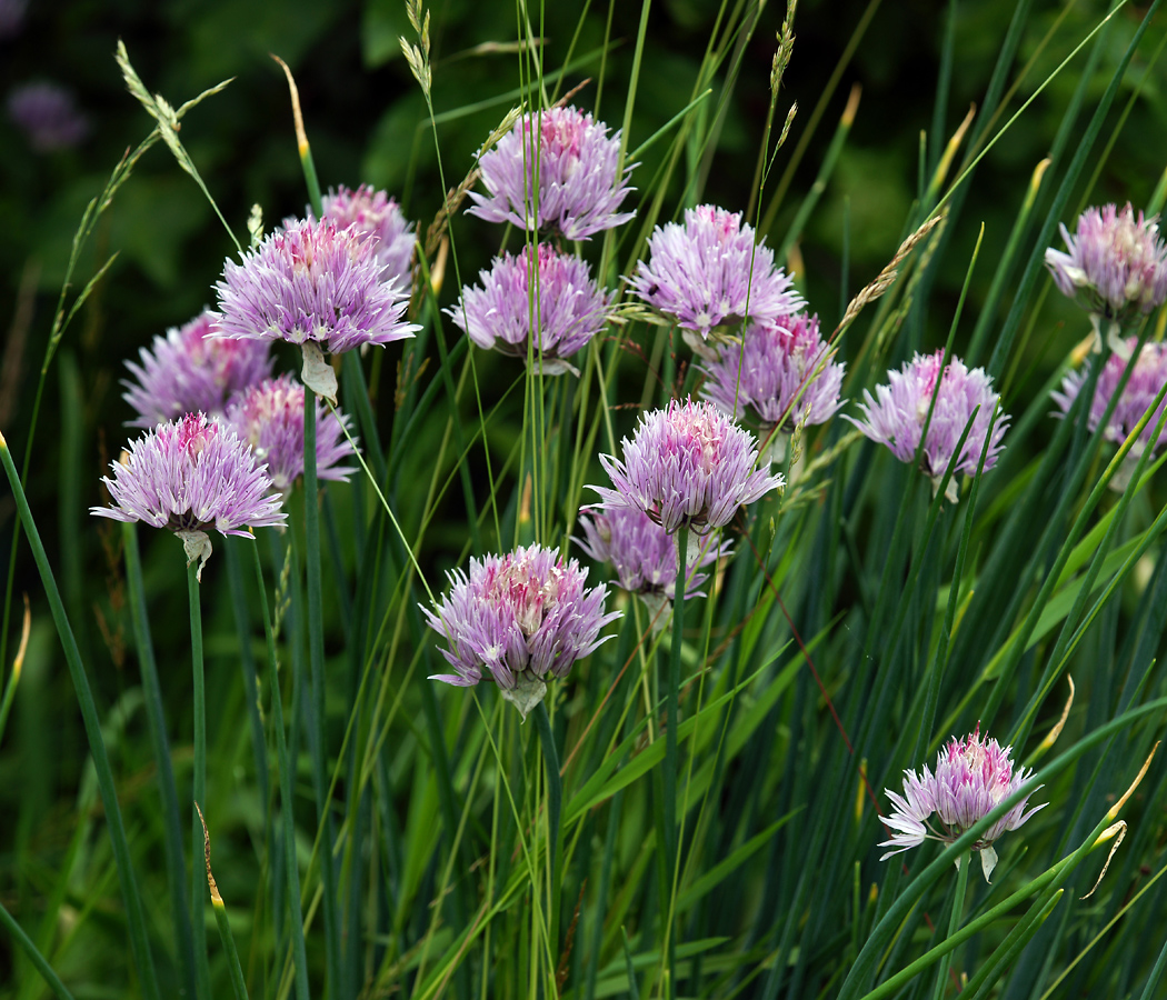 Image of Allium schoenoprasum specimen.