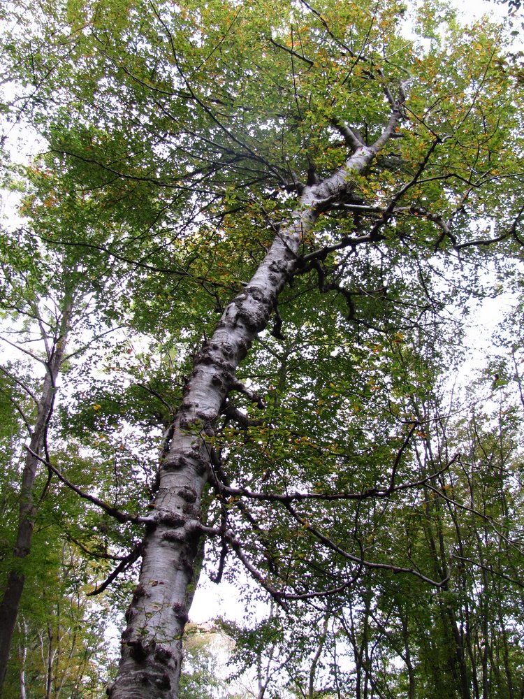 Image of Fagus orientalis specimen.