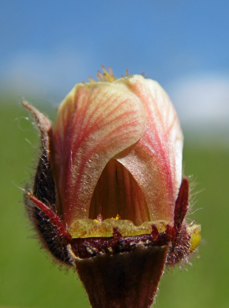 Image of Geum rivale specimen.