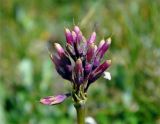 Primula nivalis