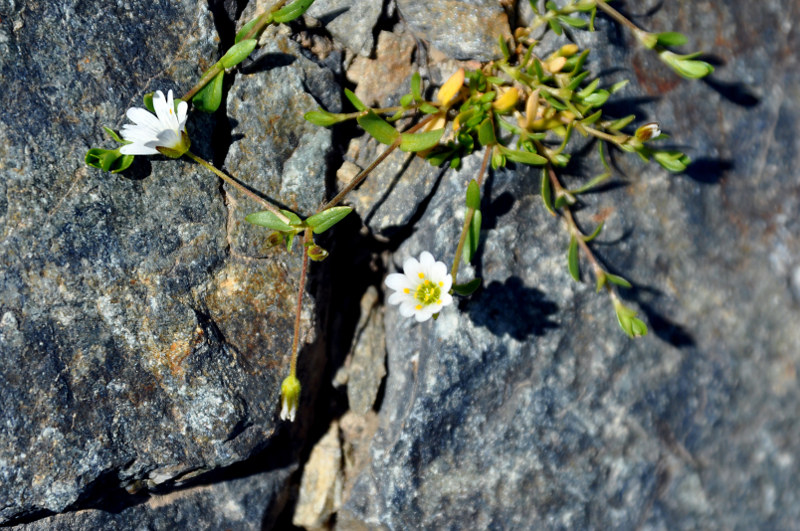 Image of Dichodon cerastoides specimen.